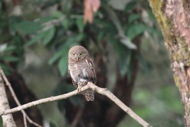 Asyalı çubuklu baykuş (