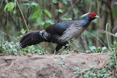 Batı Himalaya, Hindistan 'da beyaz ibikli sülün (Lophura lömelanos hamiltoni)..