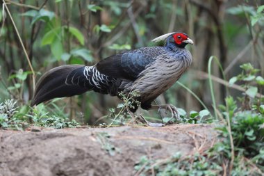 Batı Himalaya, Hindistan 'da beyaz ibikli sülün (Lophura lömelanos hamiltoni)..