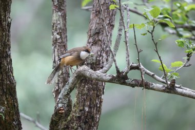 Beyaz boğazlı kahkaha kuşu (