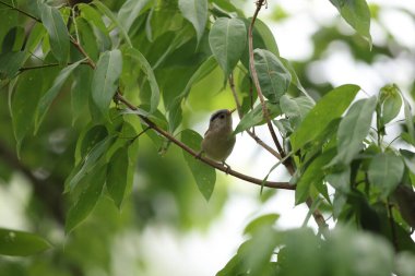 Mavi kanatlı minla (Actinodura siyanouroptera aglae), kedigiller (Leiothrichidae) familyasından bir kuş türü. Bu fotoğraf Kuzey Hindistan 'da çekildi..