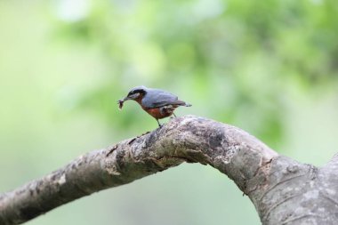Kestane mideli tımarhane (Sitta cinnamoventris almorae), Sittidae familyasından bir kuş türü. Bu fotoğraf Kuzey Hindistan 'da çekildi..