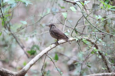Koyu renkli ardıç kuşu (