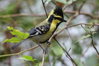 Himalayan black-lored tit (Machlolophus xanthogenys), also known as simply black-lored tit, is a passerine bird in the tit family Paridae.