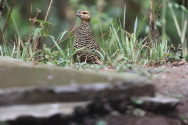 Siyah francolin (Francolinus francolinus asiae), sülüngiller (Phasianidae) familyasından bir kuş türü. Bu fotoğraf Kuzey Hindistan 'da çekildi..