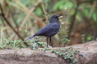 Myophonus caeruleus temminckii, Eski Dünya sinekkapangiller (Muscicapidae) familyasından bir kuş türü. Bu fotoğraf Kuzey Hindistan 'da çekildi..