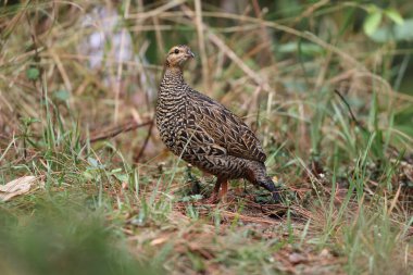Siyah francolin (Francolinus francolinus asiae), sülüngiller (Phasianidae) familyasından bir kuş türü. Bu fotoğraf Kuzey Hindistan 'da çekildi..