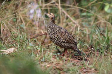 Siyah francolin (Francolinus francolinus asiae), sülüngiller (Phasianidae) familyasından bir kuş türü. Bu fotoğraf Kuzey Hindistan 'da çekildi..