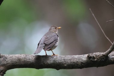 Kuzey Hindistan 'da Tickell' s Thrush (Turdus unicolor).