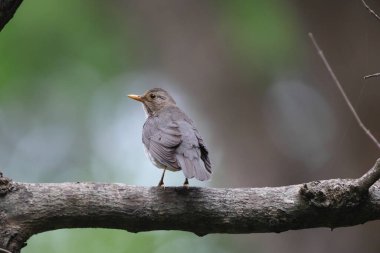 Kuzey Hindistan 'da Tickell' s Thrush (Turdus unicolor).