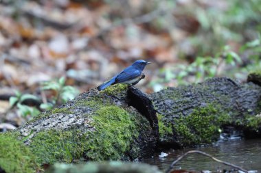 Mavi boğazlı mavi sinekkapan (