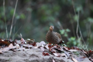 Siyah francolin (Francolinus francolinus asiae), sülüngiller (Phasianidae) familyasından bir kuş türü. Bu fotoğraf Kuzey Hindistan 'da çekildi..