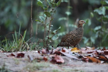 Siyah francolin (Francolinus francolinus asiae), sülüngiller (Phasianidae) familyasından bir kuş türü. Bu fotoğraf Kuzey Hindistan 'da çekildi..