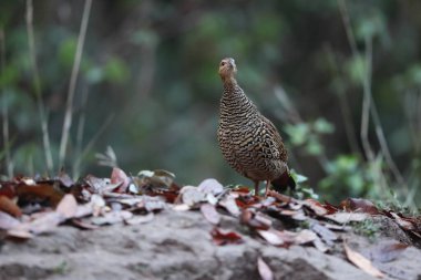 Siyah francolin (Francolinus francolinus asiae), sülüngiller (Phasianidae) familyasından bir kuş türü. Bu fotoğraf Kuzey Hindistan 'da çekildi..