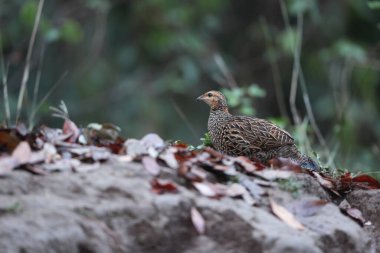 Siyah francolin (Francolinus francolinus asiae), sülüngiller (Phasianidae) familyasından bir kuş türü. Bu fotoğraf Kuzey Hindistan 'da çekildi..