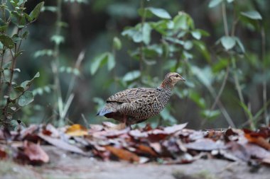 Siyah francolin (Francolinus francolinus asiae), sülüngiller (Phasianidae) familyasından bir kuş türü. Bu fotoğraf Kuzey Hindistan 'da çekildi..
