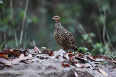 Siyah francolin (Francolinus francolinus asiae), sülüngiller (Phasianidae) familyasından bir kuş türü. Bu fotoğraf Kuzey Hindistan 'da çekildi..