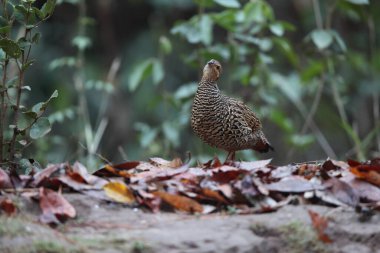Siyah francolin (Francolinus francolinus asiae), sülüngiller (Phasianidae) familyasından bir kuş türü. Bu fotoğraf Kuzey Hindistan 'da çekildi..