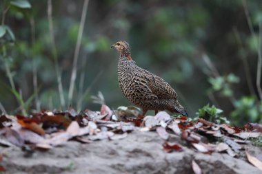 Siyah francolin (Francolinus francolinus asiae), sülüngiller (Phasianidae) familyasından bir kuş türü. Bu fotoğraf Kuzey Hindistan 'da çekildi..