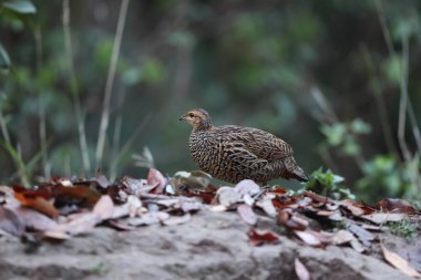 Siyah francolin (Francolinus francolinus asiae), sülüngiller (Phasianidae) familyasından bir kuş türü. Bu fotoğraf Kuzey Hindistan 'da çekildi..
