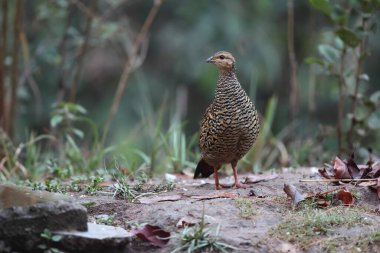Siyah francolin (Francolinus francolinus asiae), sülüngiller (Phasianidae) familyasından bir kuş türü. Bu fotoğraf Kuzey Hindistan 'da çekildi..