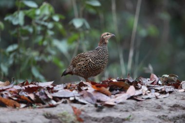 Siyah francolin (Francolinus francolinus asiae), sülüngiller (Phasianidae) familyasından bir kuş türü. Bu fotoğraf Kuzey Hindistan 'da çekildi..