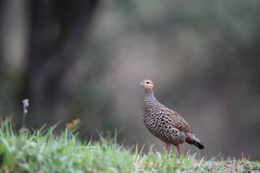 Siyah francolin (Francolinus francolinus asiae), sülüngiller (Phasianidae) familyasından bir kuş türü. Bu fotoğraf Kuzey Hindistan 'da çekildi..