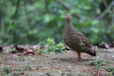 Siyah francolin (Francolinus francolinus asiae), sülüngiller (Phasianidae) familyasından bir kuş türü. Bu fotoğraf Kuzey Hindistan 'da çekildi..