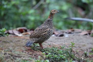 Siyah francolin (Francolinus francolinus asiae), sülüngiller (Phasianidae) familyasından bir kuş türü. Bu fotoğraf Kuzey Hindistan 'da çekildi..