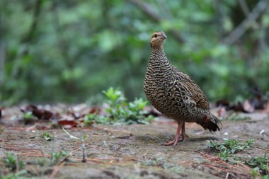 Siyah francolin (Francolinus francolinus asiae), sülüngiller (Phasianidae) familyasından bir kuş türü. Bu fotoğraf Kuzey Hindistan 'da çekildi..