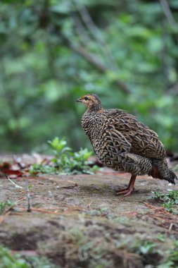 Siyah francolin (Francolinus francolinus asiae), sülüngiller (Phasianidae) familyasından bir kuş türü. Bu fotoğraf Kuzey Hindistan 'da çekildi..