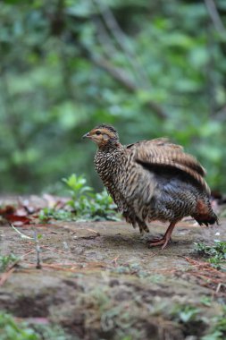 Siyah francolin (Francolinus francolinus asiae), sülüngiller (Phasianidae) familyasından bir kuş türü. Bu fotoğraf Kuzey Hindistan 'da çekildi..