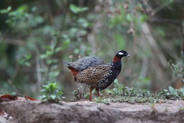 Siyah francolin (Francolinus francolinus asiae), sülüngiller (Phasianidae) familyasından bir kuş türü. Bu fotoğraf Kuzey Hindistan 'da çekildi..