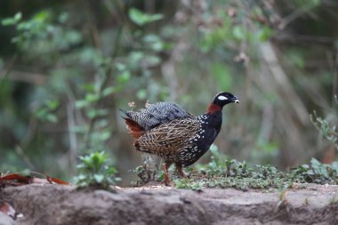 Siyah francolin (Francolinus francolinus asiae), sülüngiller (Phasianidae) familyasından bir kuş türü. Bu fotoğraf Kuzey Hindistan 'da çekildi..