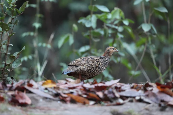 Siyah francolin (Francolinus francolinus asiae), sülüngiller (Phasianidae) familyasından bir kuş türü. Bu fotoğraf Kuzey Hindistan 'da çekildi..