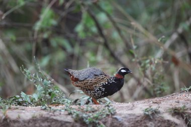 Siyah francolin (Francolinus francolinus asiae), sülüngiller (Phasianidae) familyasından bir kuş türü. Bu fotoğraf Kuzey Hindistan 'da çekildi..