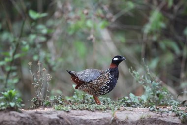 Siyah francolin (Francolinus francolinus asiae), sülüngiller (Phasianidae) familyasından bir kuş türü. Bu fotoğraf Kuzey Hindistan 'da çekildi..