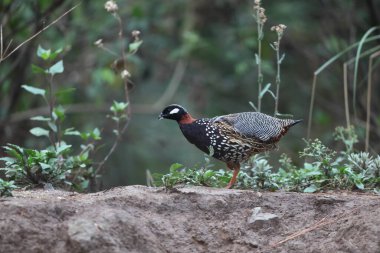 Siyah francolin (Francolinus francolinus asiae), sülüngiller (Phasianidae) familyasından bir kuş türü. Bu fotoğraf Kuzey Hindistan 'da çekildi..