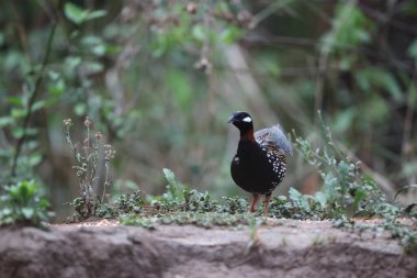 Siyah francolin (Francolinus francolinus asiae), sülüngiller (Phasianidae) familyasından bir kuş türü. Bu fotoğraf Kuzey Hindistan 'da çekildi..