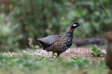 Siyah francolin (Francolinus francolinus asiae), sülüngiller (Phasianidae) familyasından bir kuş türü. Bu fotoğraf Kuzey Hindistan 'da çekildi..