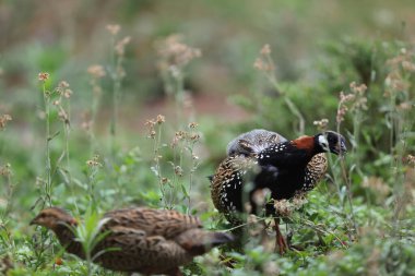 Siyah francolin (Francolinus francolinus asiae), sülüngiller (Phasianidae) familyasından bir kuş türü. Bu fotoğraf Kuzey Hindistan 'da çekildi..