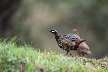 Siyah francolin (Francolinus francolinus asiae), sülüngiller (Phasianidae) familyasından bir kuş türü. Bu fotoğraf Kuzey Hindistan 'da çekildi..