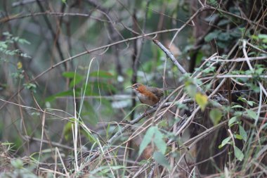 Kuzeybatı Hindistan 'da paslı yanaklı Scimitar-Babbler (Erythrogenys erythrogenys erythrogenys).