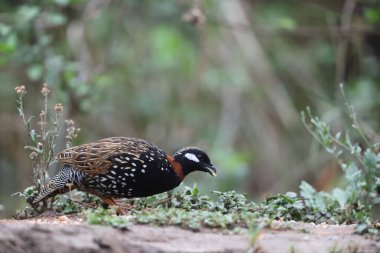 Siyah francolin (Francolinus francolinus asiae), sülüngiller (Phasianidae) familyasından bir kuş türü. Bu fotoğraf Kuzey Hindistan 'da çekildi..