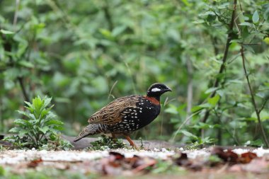 Siyah francolin (Francolinus francolinus asiae), sülüngiller (Phasianidae) familyasından bir kuş türü. Bu fotoğraf Kuzey Hindistan 'da çekildi..