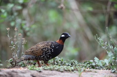 Siyah francolin (Francolinus francolinus asiae), sülüngiller (Phasianidae) familyasından bir kuş türü. Bu fotoğraf Kuzey Hindistan 'da çekildi..