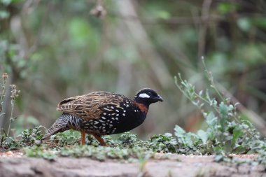 Siyah francolin (Francolinus francolinus asiae), sülüngiller (Phasianidae) familyasından bir kuş türü. Bu fotoğraf Kuzey Hindistan 'da çekildi..