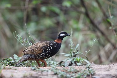 Siyah francolin (Francolinus francolinus asiae), sülüngiller (Phasianidae) familyasından bir kuş türü. Bu fotoğraf Kuzey Hindistan 'da çekildi..