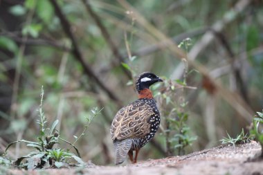 Siyah francolin (Francolinus francolinus asiae), sülüngiller (Phasianidae) familyasından bir kuş türü. Bu fotoğraf Kuzey Hindistan 'da çekildi..