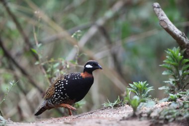 Siyah francolin (Francolinus francolinus asiae), sülüngiller (Phasianidae) familyasından bir kuş türü. Bu fotoğraf Kuzey Hindistan 'da çekildi..